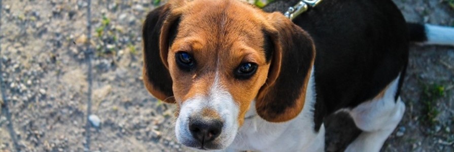 Beagle Namen