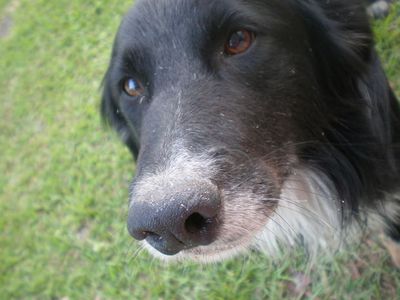 Border Collie Namen