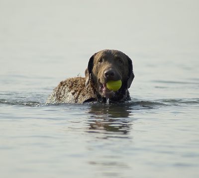 Hund spielt Ball