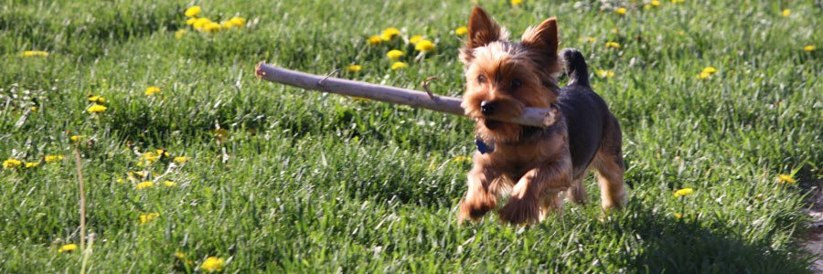 Hundespielzeug