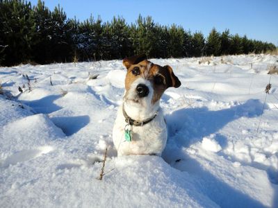 Kleine Hunde Namen