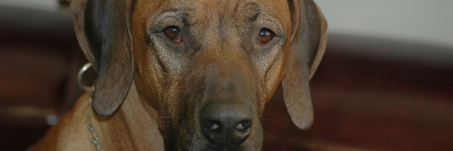 Rhodesian Ridgeback Namen