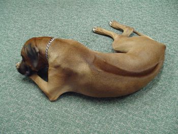 Ridgeback